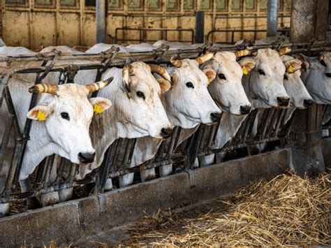 are organic products in factory farming